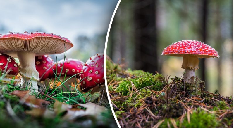 Для чого люди збирають мухомори: чим корисний і небезпечний цей гриб