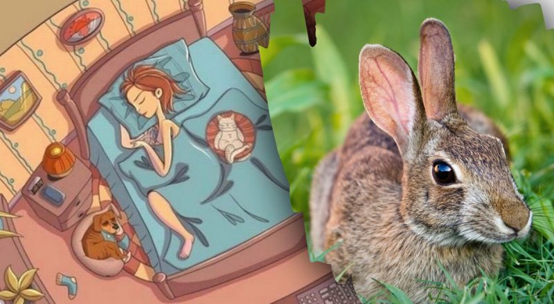 Найти кролика за 7 секунд: необычный тест на проверку внимательности