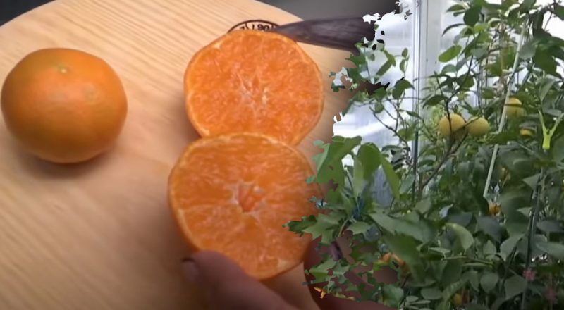 Плоди солодші ніж на ринку: як виростити мандарин із кісточки в домашніх умовах