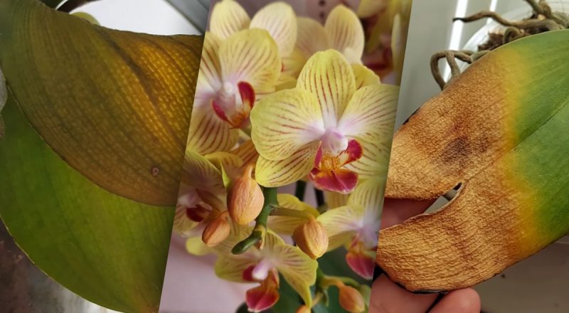 Почему у орхидеи желтеют и вянут листья: как спасти растение от гибели