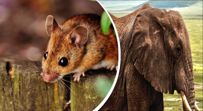 Почему слоны боятся мышей: удивительный факт