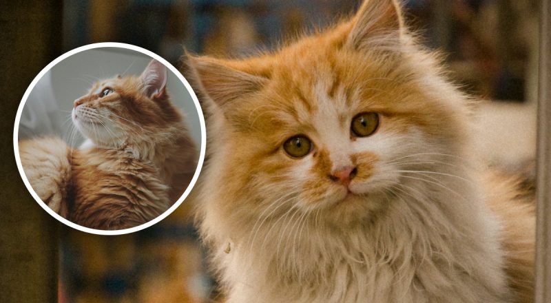 Кіт робить одну важливу дію, якщо вас любить