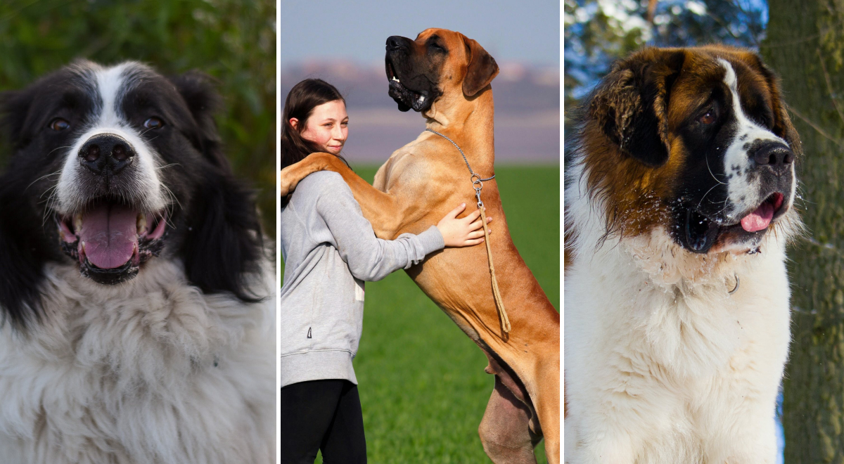 Породы крупных собак с фотографиями: животные поражают размерами - Главред