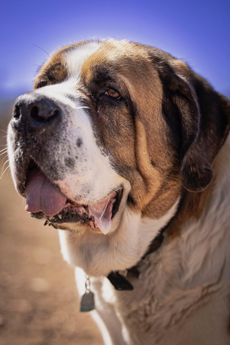 Яка найбільша порода собак у світі: вражають вагою понад 100 кг і високим зростом