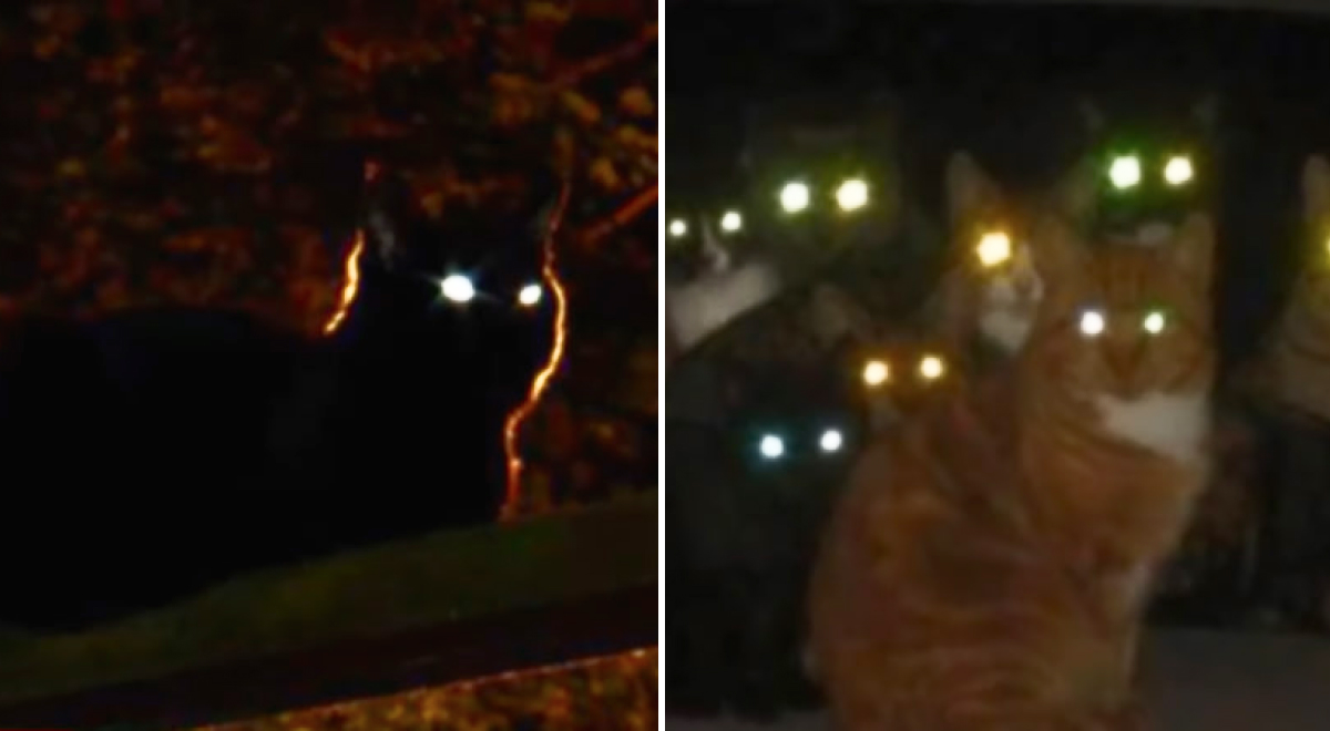 Почему у кошки ночью светятся глаза?