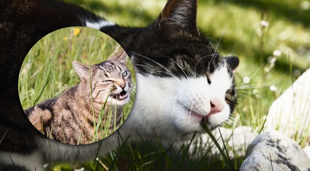 Почему кошки едят траву - это важно знать владельцу каждого пушистика -  Главред