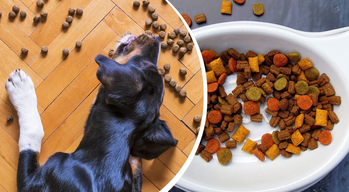 Можно ли давать сухой корм с истекшим сроком годности - просроченный ...