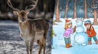 Хитра різдвяна головоломка: потрібно знайти оленя за 8 секунд