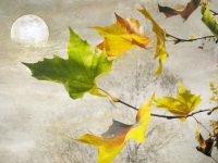 Місячний календар 12 листопада 2023: найнебезпечніший день, коли все йде шкереберть