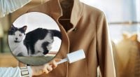 Як почистити чорне пальто від шерсті котів перед виходом в місто