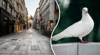 Загадка для найуважніших: потрібно знайти голуба на вулиці міста за 8 секунд