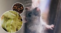 Втечуть назавжди: як позбутися мишей за допомогою чорного перцю та лаврового листа