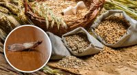 Можно ли есть продукты после пищевой моли: ответ на этот вопрос ошеломит
