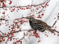 Що не можна робити 1 грудня: суворі заборони, які вбережуть від чорної смуги