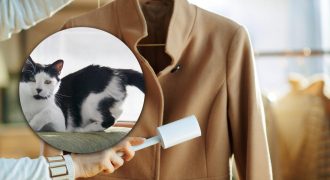 Как почистить черное пальто от шерсти котов перед выходом в город