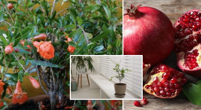 Як швидко виростити гранат з кісточки: 100% спосіб отримати квітуче дерево