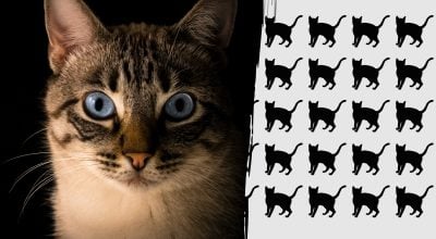 Кот, оптическая иллююзия Кот, оптическая иллююзия