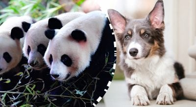 Оптична іллюзія для геніїв: лише люди з високим IQ знайдуть собаку серед панд