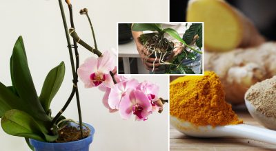 Коріння "попре" через два тижні: ложка цієї спеції врятує орхідею від загибелі