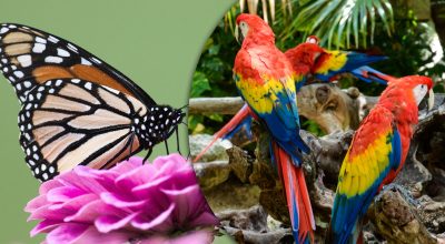 Оптична ілюзія для геніїв: лише 1% людей зможе знайти метелика серед папуг