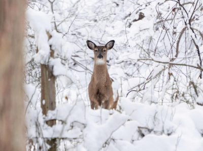 Зима вразить аномальними температурами: до чого готуватися українцям