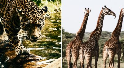 Головоломка для обраних: лише генії зможуть знайти леопарда за 7 секунд