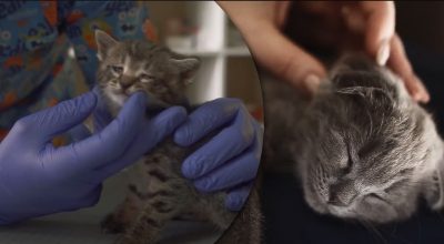 Чому спати з котом небезпечно: лікарі попереджають про загрозу Чому спати з котом небезпечно: лікарі попереджають про загрозу