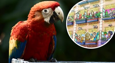 Веселая иллюзия для гениев: лишь немногие смогут найти попугая за 15 секунд