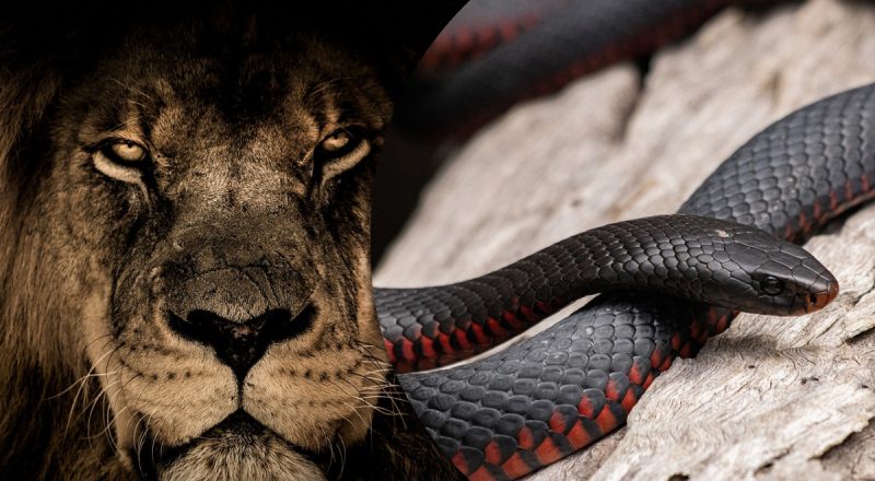 Найнебезпечніші тварини вбивці: топ-10 головних вбивць планети