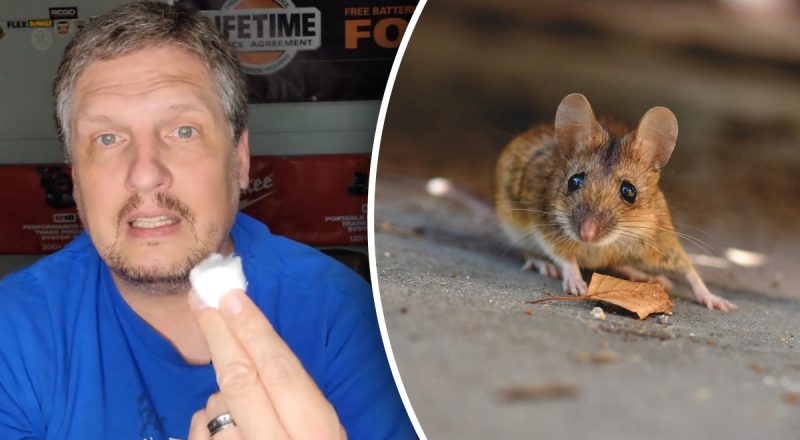 Миші це ненавидять: чоловік показав, як зробити ватяні кульки від гризунів