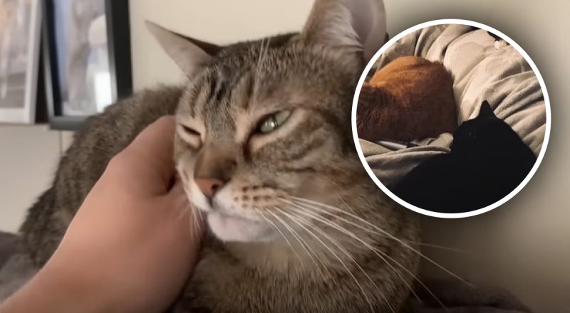 Вы будете поражены: стало известно, почему кошка спит рядом с человеком - 5 причин