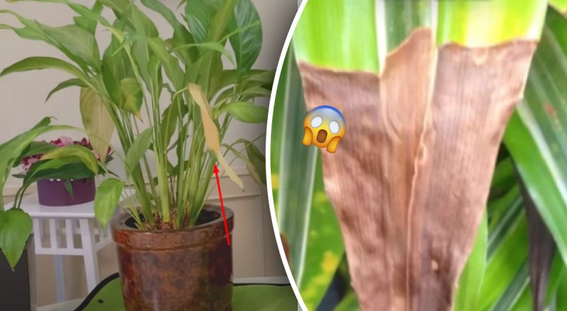 Чому кімнатні квіти жовтіють: чим поливати і як їх врятувати