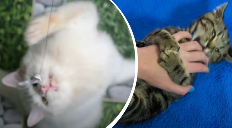 Вы этого даже не подозревали: вот почему кошки кусаются, когда их гладят