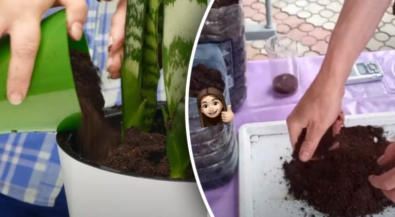 Удобрение-бомба: какие растения можно подкормить кофейной гущей