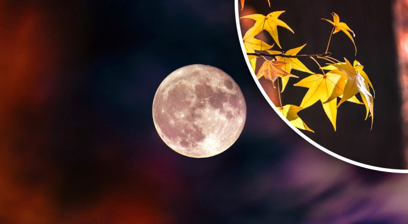 Лунный календарь 14 ноября 2023: принимайтесь за запланированные важные дела