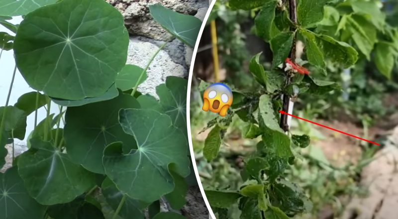 Если вы хотите, чтобы вредители ели вашу грядку, посадите эти цветы - эксперт