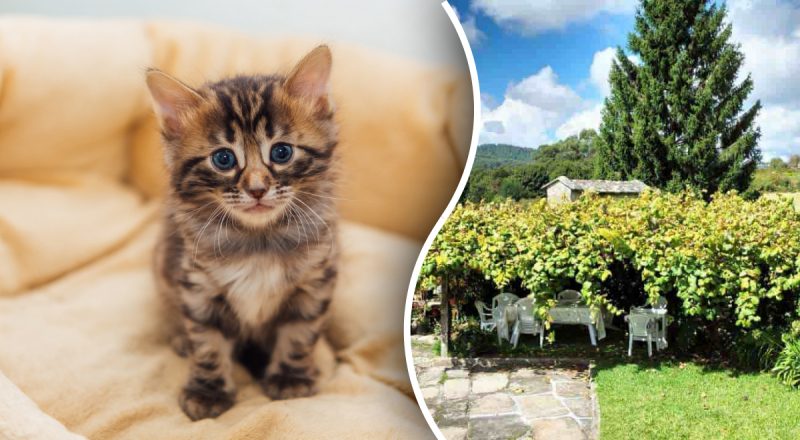 Неймовірна оптична ілюзія для обраних: лише одиниці можуть знайти кота в саду