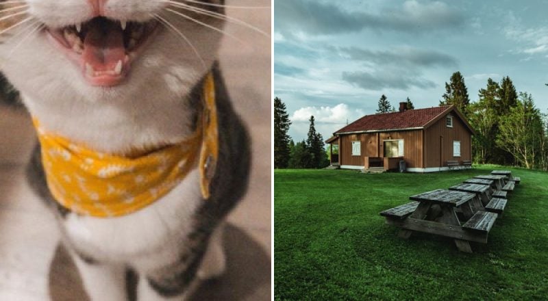 Кішці потрібна термінова допомога, якщо вона робить одну дію