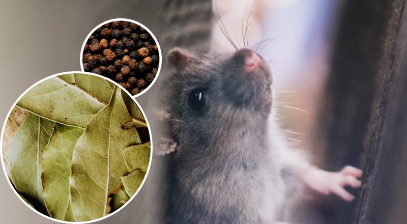 "Убегут навсегда": как избавиться от мышей с помощью черного перца и лаврового листа