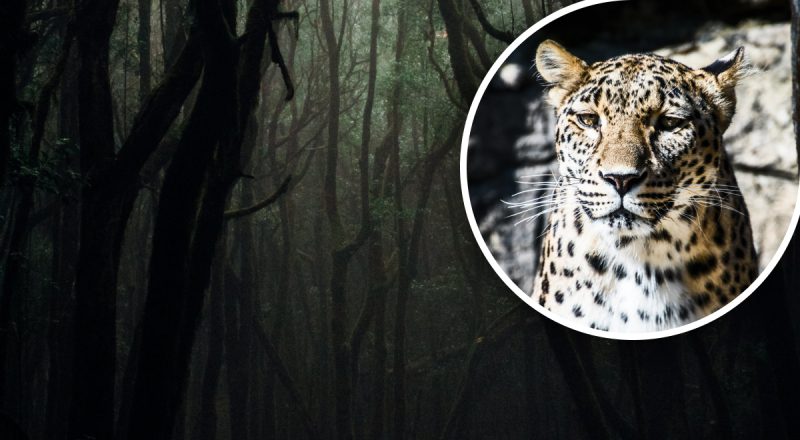 Эту иллюзию осилит лишь гений: нужно найти леопарда в лесу за 4 секунды