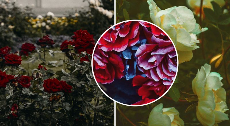 Це найкращий час: садівники розповіли, коли правильно обрізати троянди