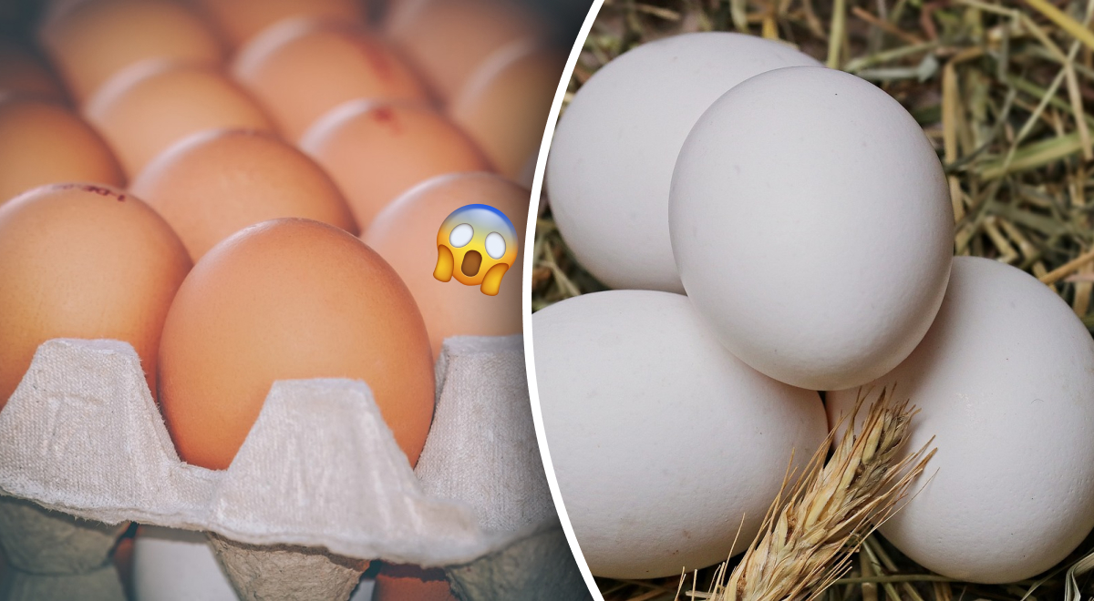 В чем разница между белыми и коричневыми яйцами: простой ответ