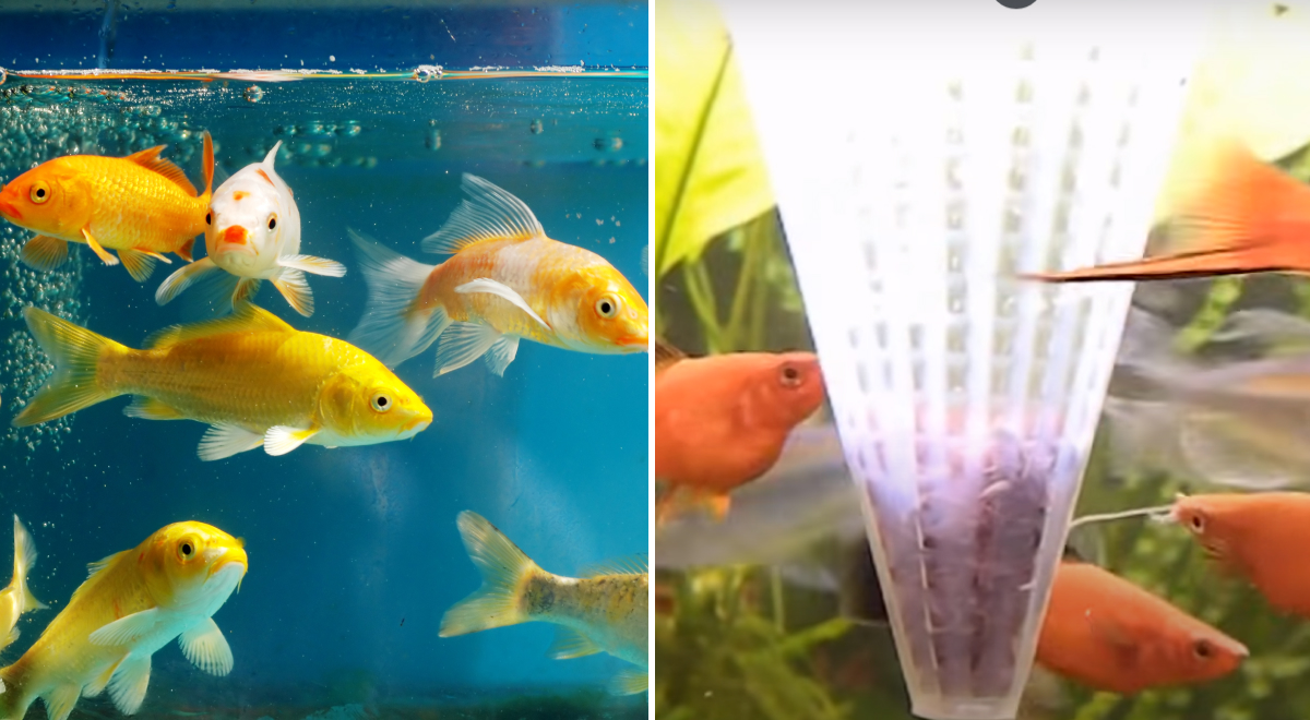 Золотых рыбок научили управлять аквариумом на колесах (фото, видео)