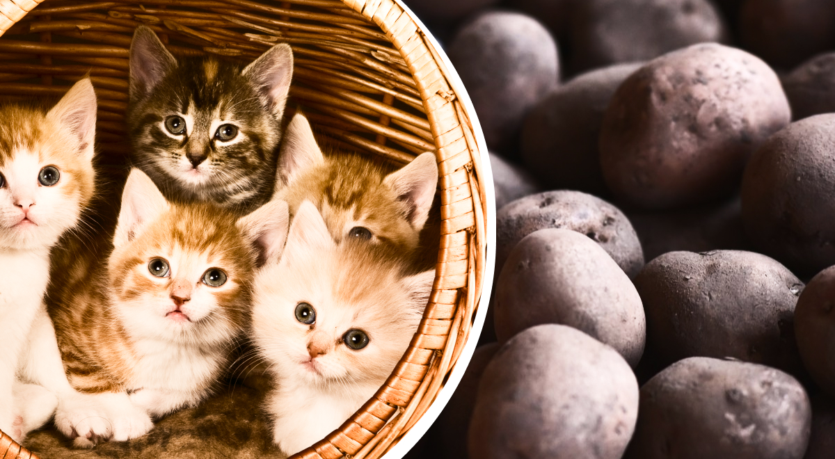 У вас есть только 11 секунд: только самые внимательные найдут картошку среди кошек