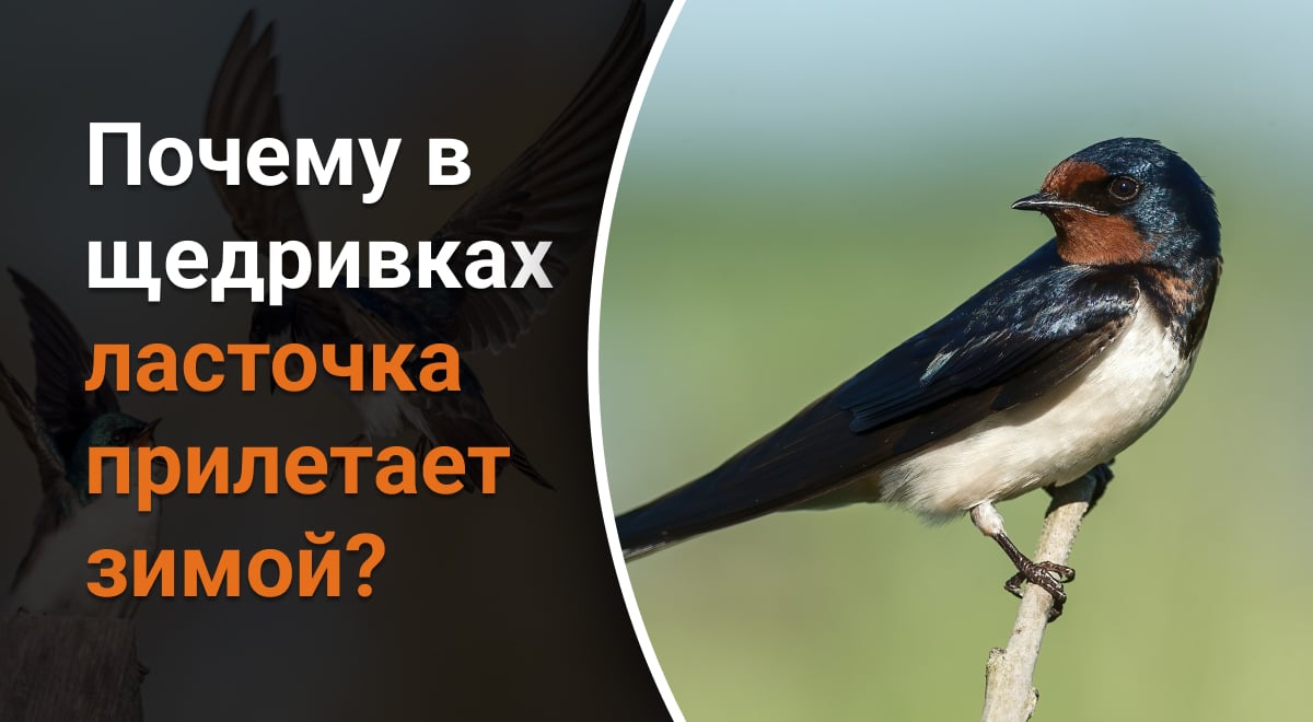 Почему в щедривках ласточка прилетает зимой - Авраменко объяснил ошибку в  щедривках - Главред