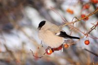 Втратите все щастя і притягнете біди: що не можна робити 23 лютого