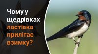 Чому в щедрівках ластівка прилітає взимку: Авраменко пояснив помилку