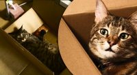 Це доводить кота до шаленства: експерт розповіла, чому коти люблять коробки