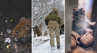На фронте нашествие мышей: в разведке Британии рассказали о проблемах на передовой