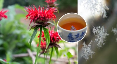 Это должен сделать каждый, у кого есть цветы: секретный лайфхак с чаем, и растения с легкостью переживут зиму